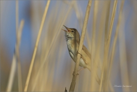 <p>RÁKOSNÍK VELKÝ (Acrocephalus arundinaceus) Varnsdorf ----- /Great reed warbler - Drosselrohrsänger/</p>